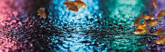 absolut-paradiso-4-homesite-online-gold-fishes-git-for-her-him.